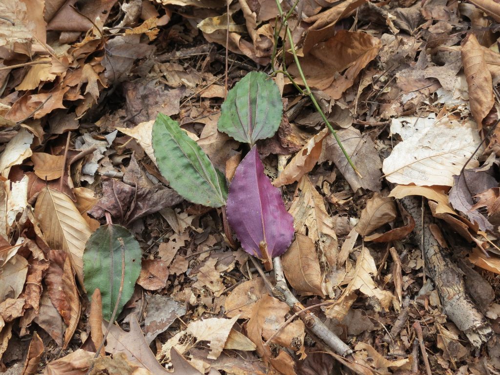 Photo of leaves on the ground