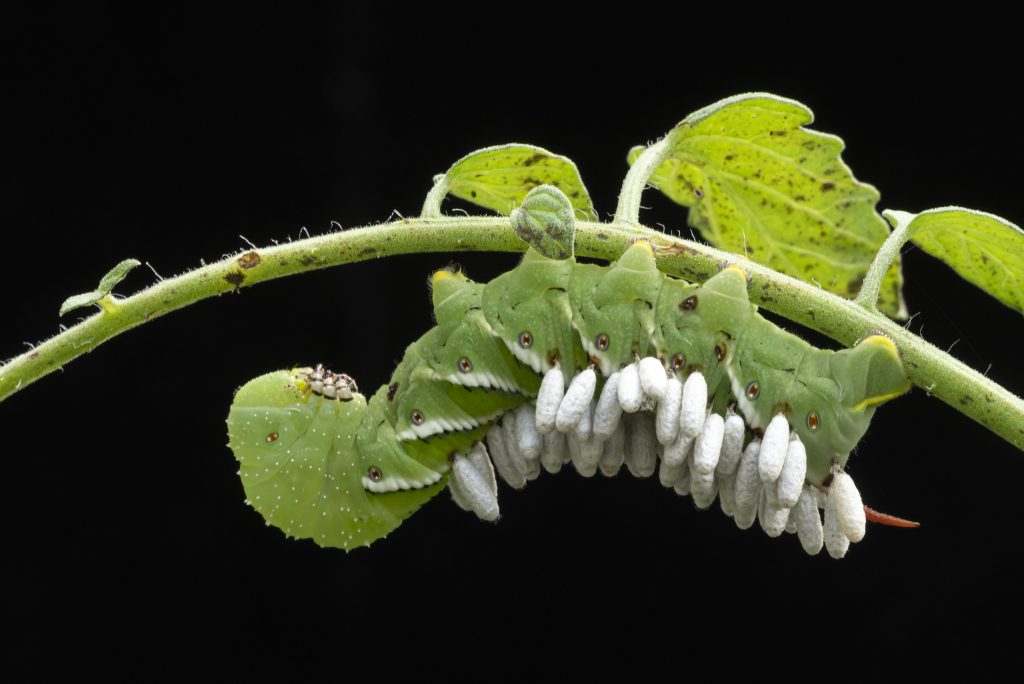 Photo of plant with insects attached