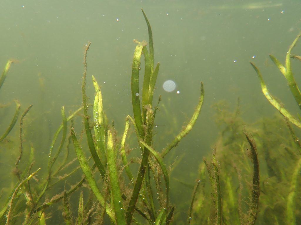 Underwater grasses beneath the surface of the water.