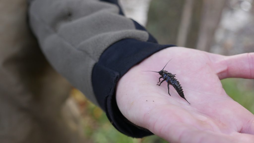 A biologist holds an insect larva