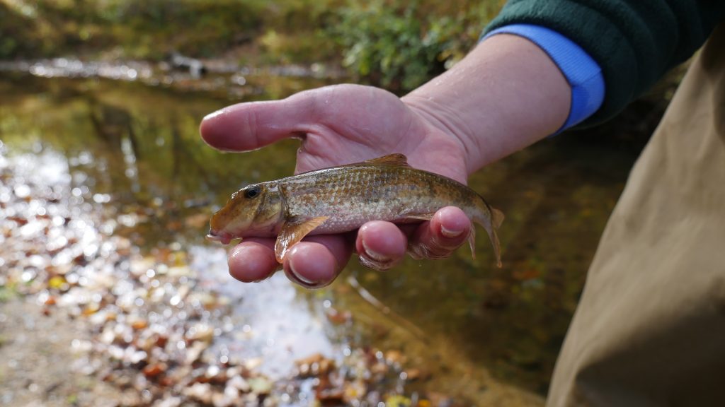 A biologist holds a fish in front of a stream