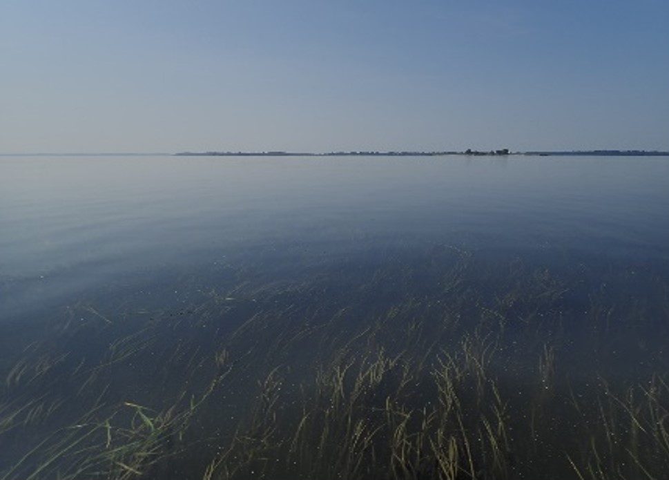 Clear water, with bay grasses flowing beneath the surface