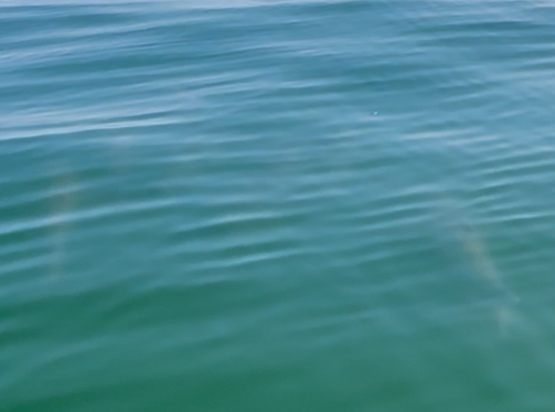 Indistinct shapes of large fish under the surface of the Chesapeake Bay