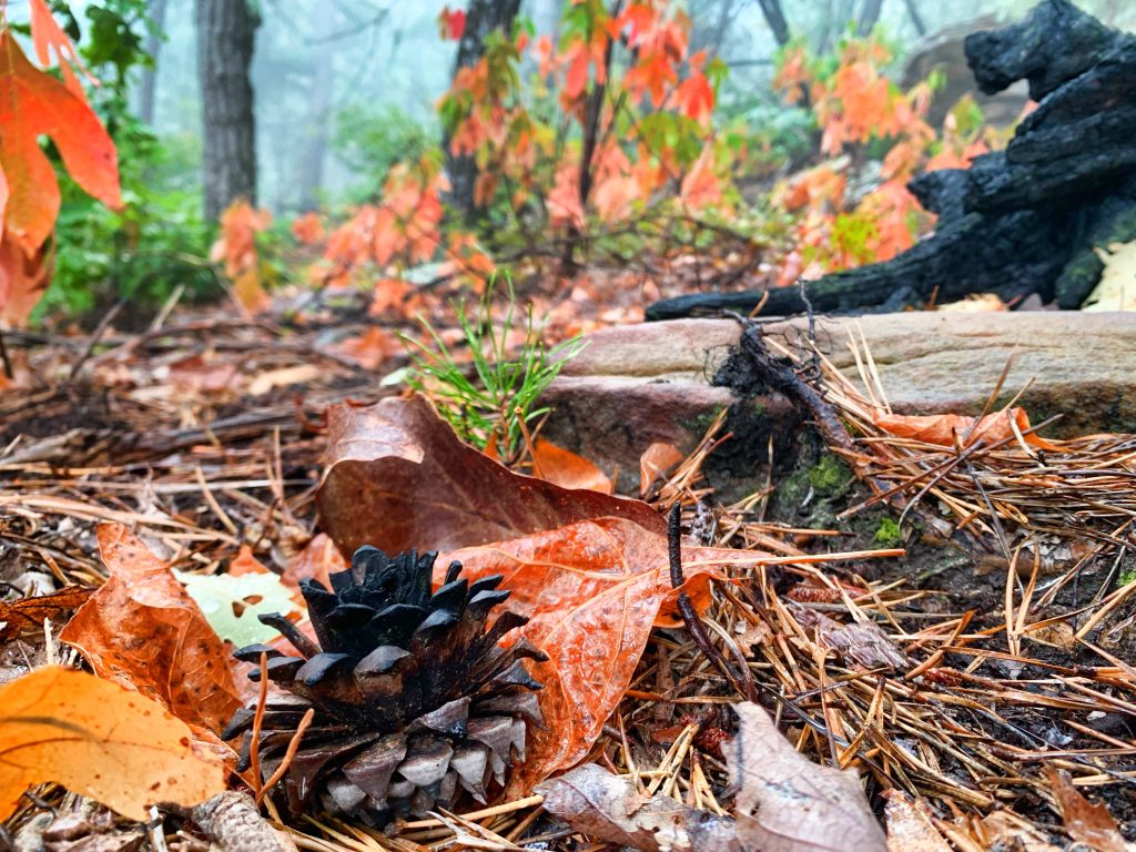 Photo of pine cone on the ground