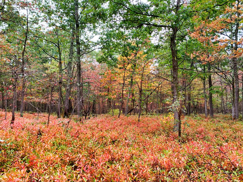 Photo of trees with some changing fall colors