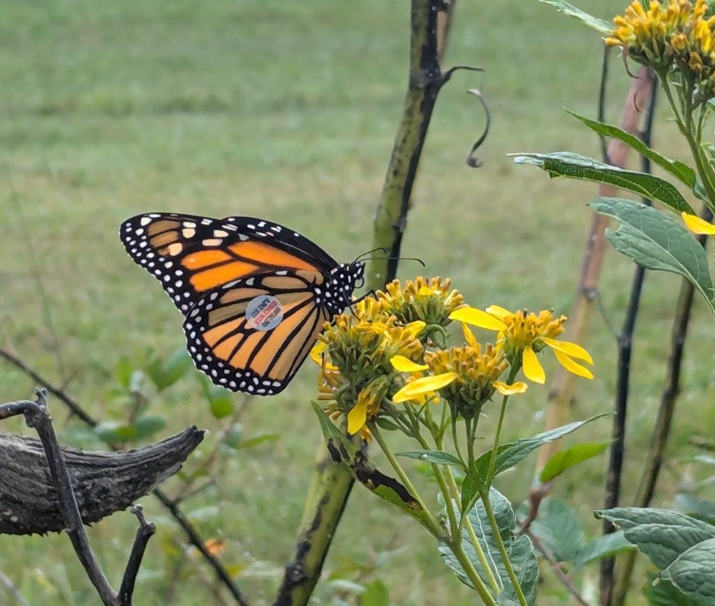 Photo of a butterfly on a flower