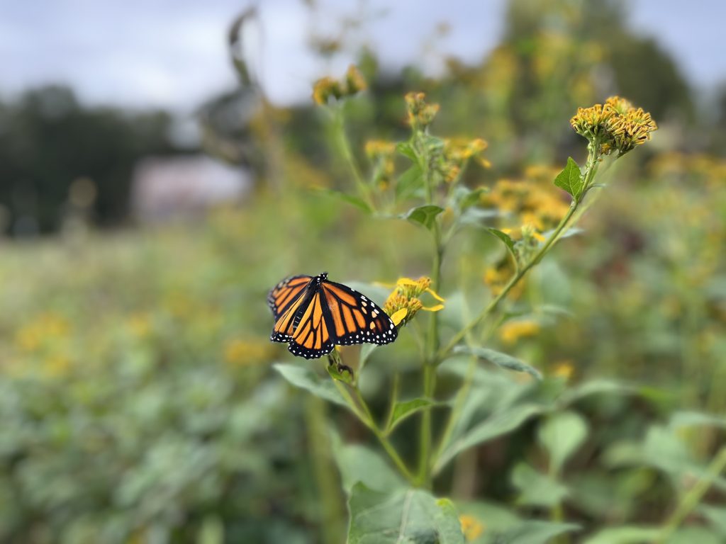 Photo of a butterfly on a flower