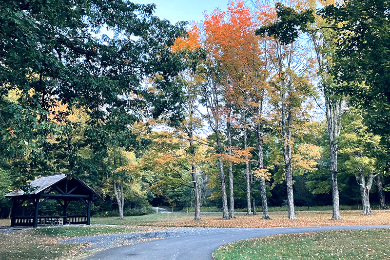 Following an extended dry spell, the sugar maples at the Potomac Garrett State Forest Headquarters produced a short lived burst of oranges and yellows before succumbing to gravity. Photo by Scott Campbell