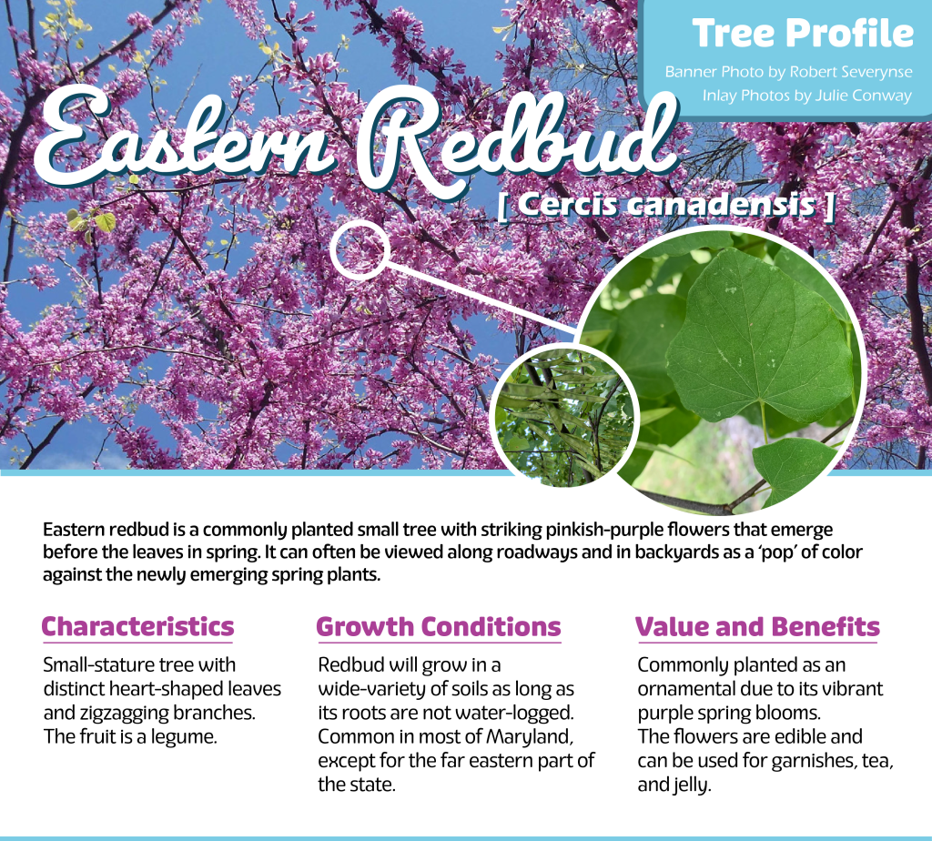 Eastern redbud is a commonly planted small tree with striking pinkish-purple flowers.