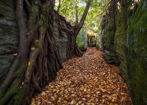 leaf covered path between rock formations with root growing out of them