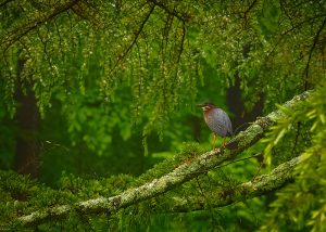 Green heron on a branch in a green forest