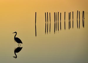 Heron at sunrise by pilings. All are black against the orange water