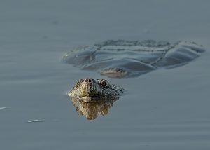 Snapping turtle submerged just below the surface