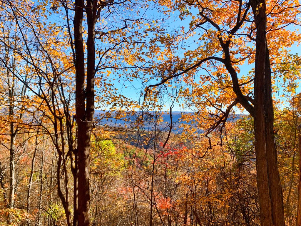 Leaves in Barrelville