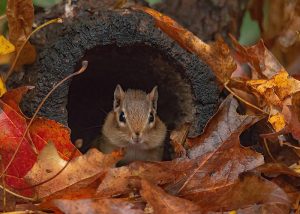 Chipmunk inside a log