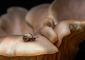 Gold snail on a gold mushroom