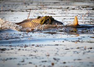 Pair of carp mating in shallow water.