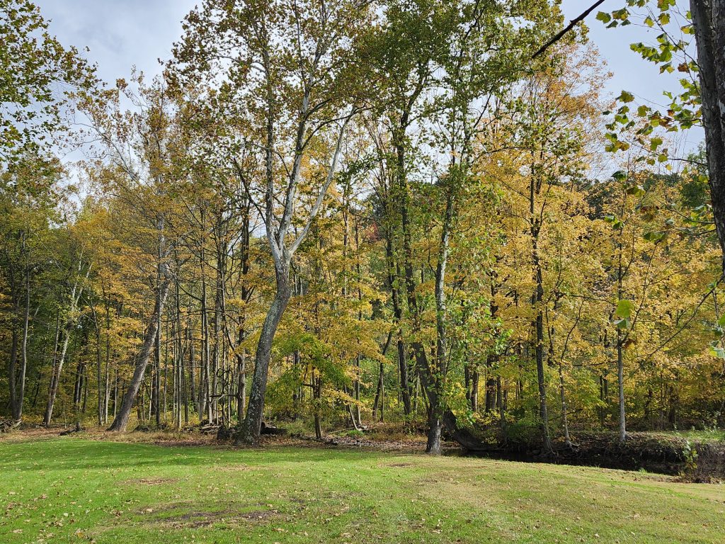 Photo of a forest changing color