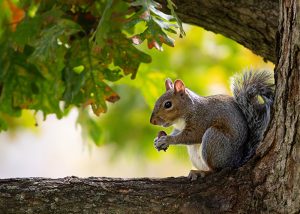 Squirrel on a branch eating. Fall leaves surround it. 