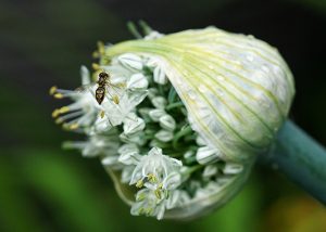 Photo of insect on a flower