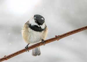 Carolina chickadee on a branch with a snowflake on its head