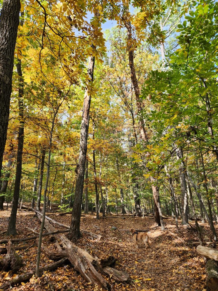 A photo of a trail