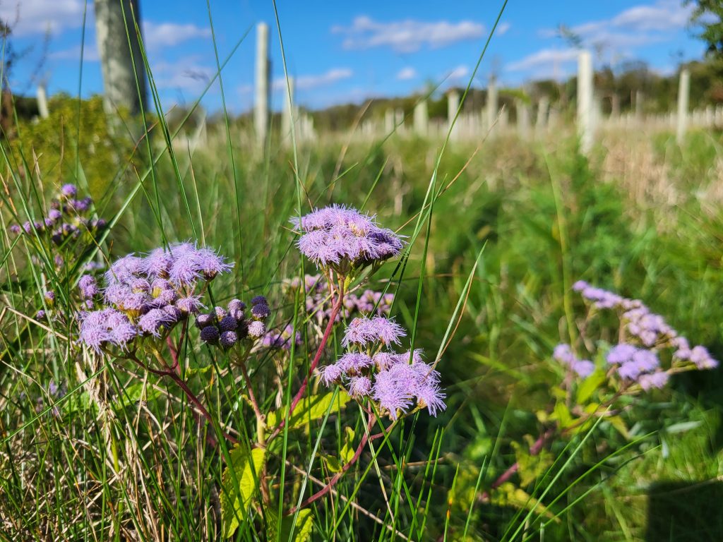 A blue flower