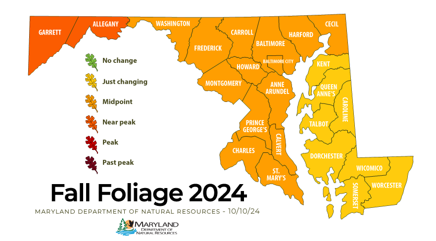 Foliage map, western Maryland is near peak. the central part of the state is close to mid-point and the eastern shore is just changing.