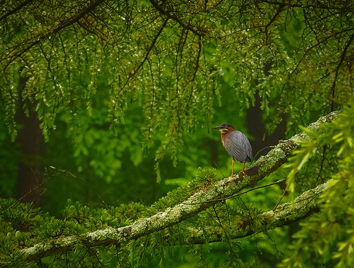 Green heron in a forest