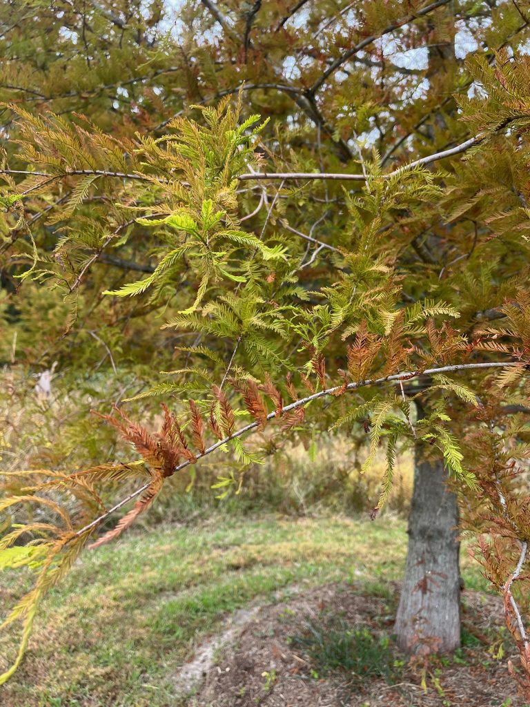 A photo of a bald cypress tree