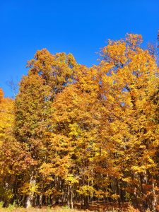 Beautiful yellow leaves against a bright blue sky