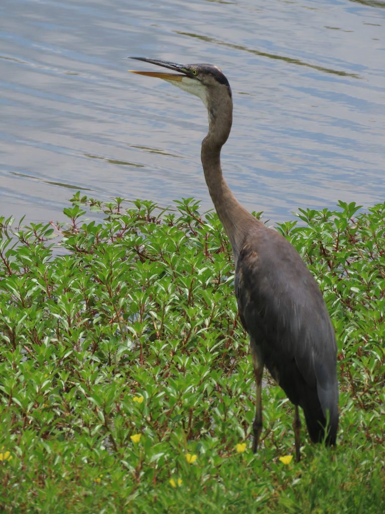 A great blue heron standing on the edge of a body of water