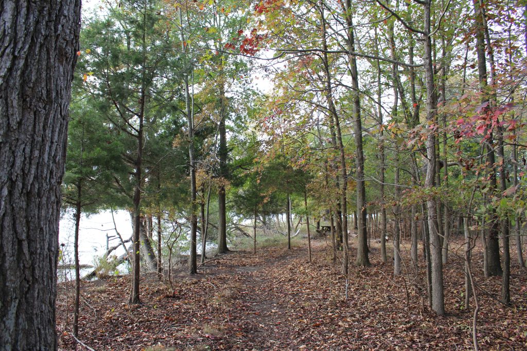 A trail surrounded by trees.