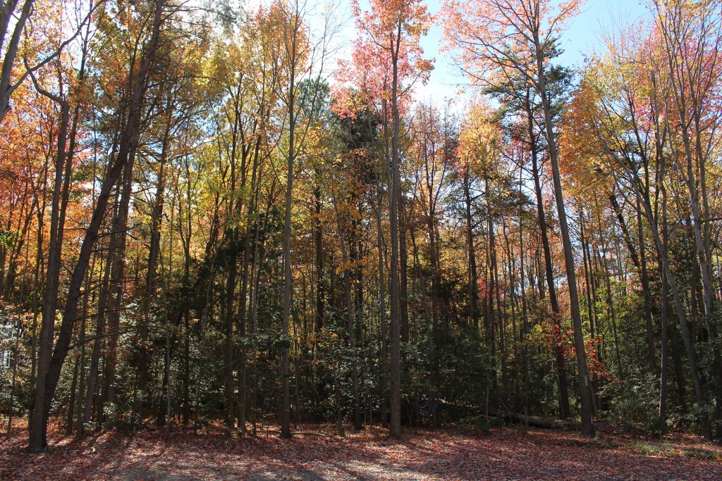 Foliage in Southern Maryland. 