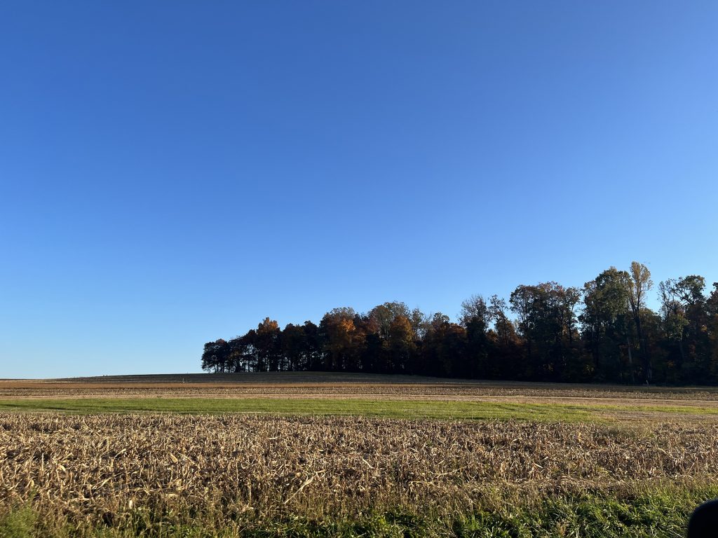 Foliage in Carroll County. 