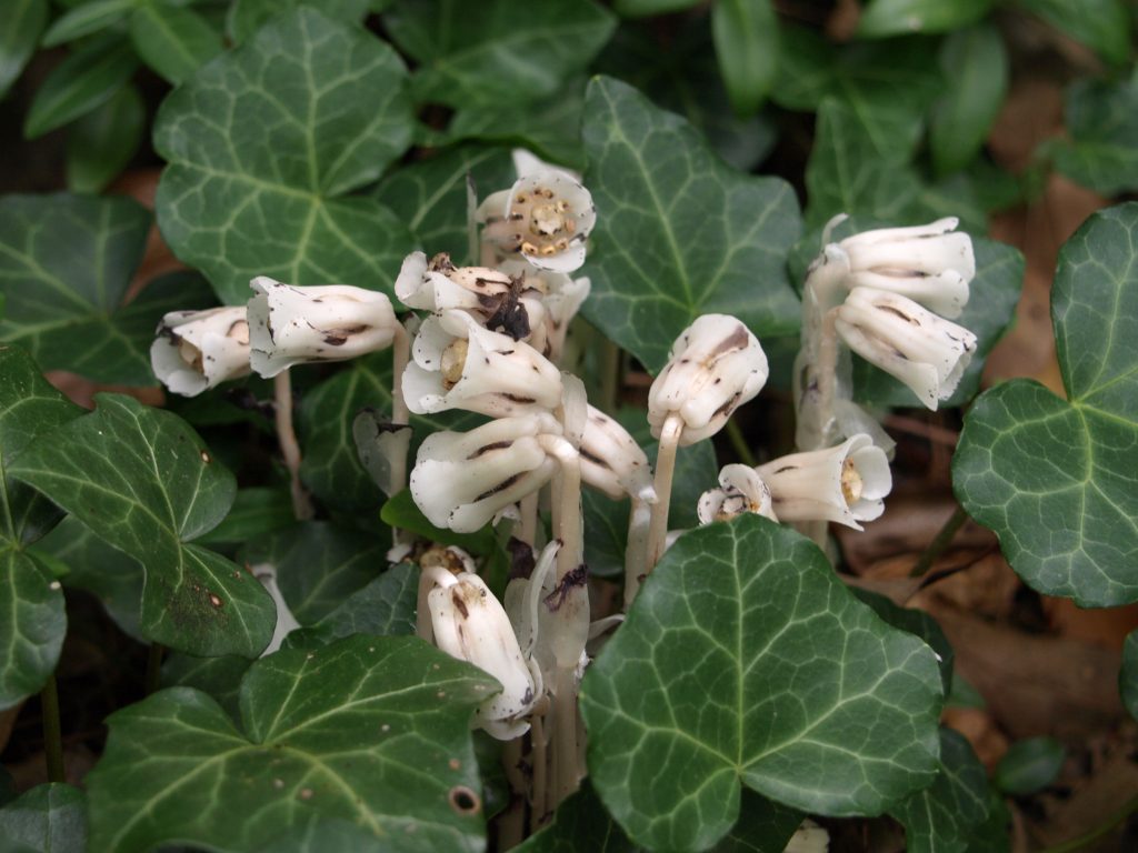 Indian Pipe. Photo by Julie Bradbury