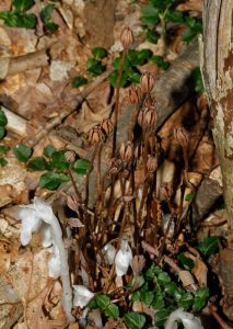 Indian Pipe. Photo by Bill Hubick