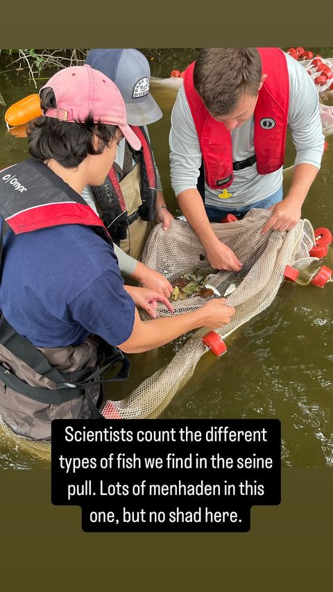 Photo of fish in a net as part of scientific survey