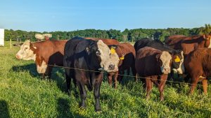 Cows in a pasture