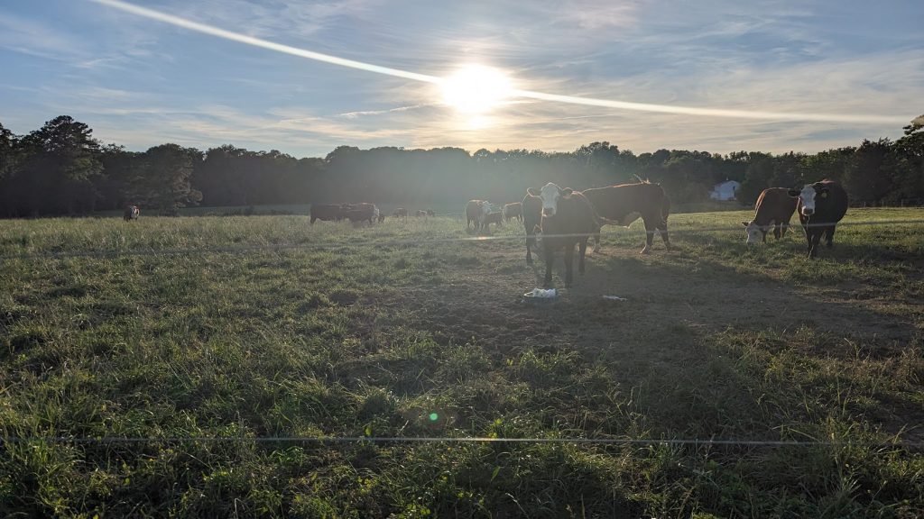 Cows in a pasture