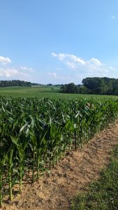 A child runs through a corn field