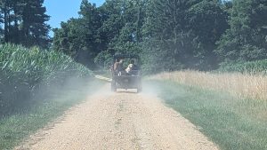 A golf cart drives down a dirt road between rows of corn. 