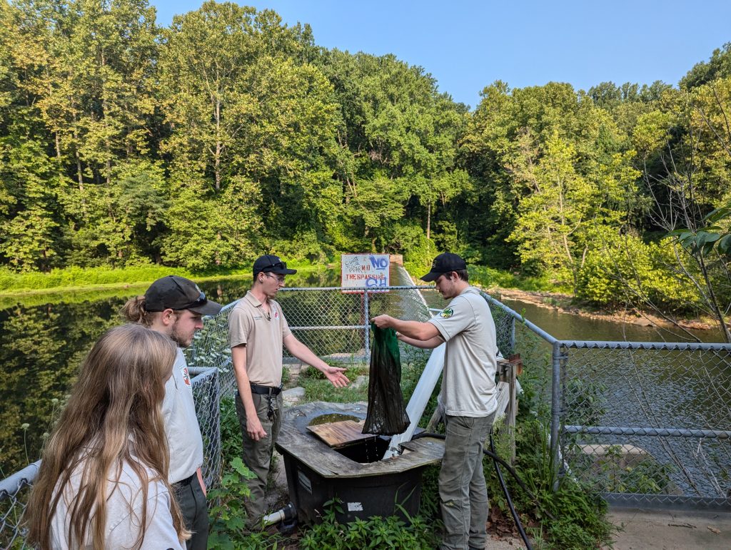 MCC staff standing at the holding tank of the eel ladder at the top of the dam.