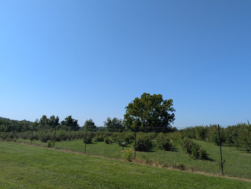 Rows of trees and bushes against a blue sky.