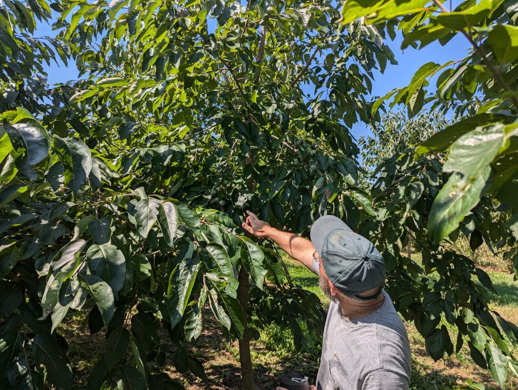 Food forests bring harvests of fruit and deeper connections to the land – maryland.gov