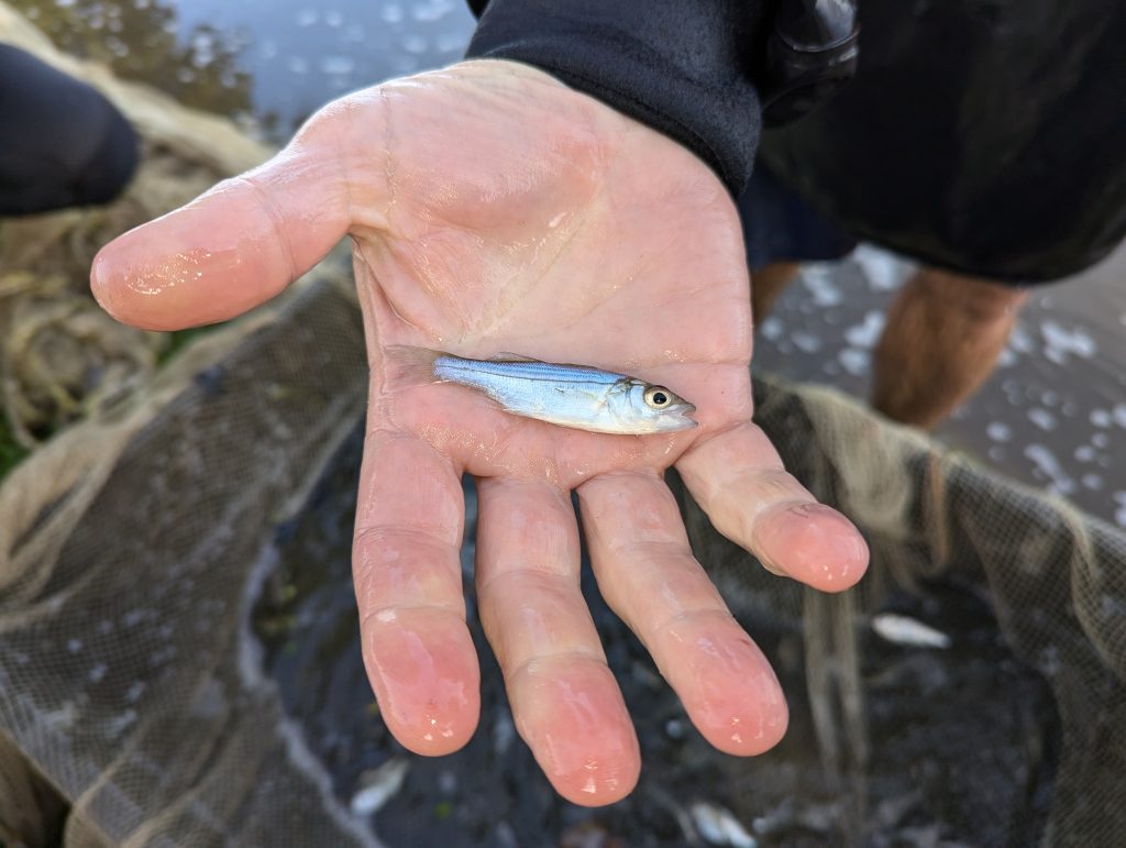 Photo of small fish in a person's hand