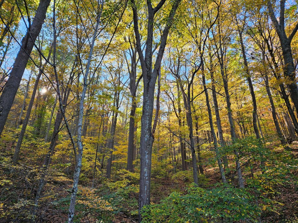 There are a few yellow leaves hanging on along the mountainsides of Garrett county