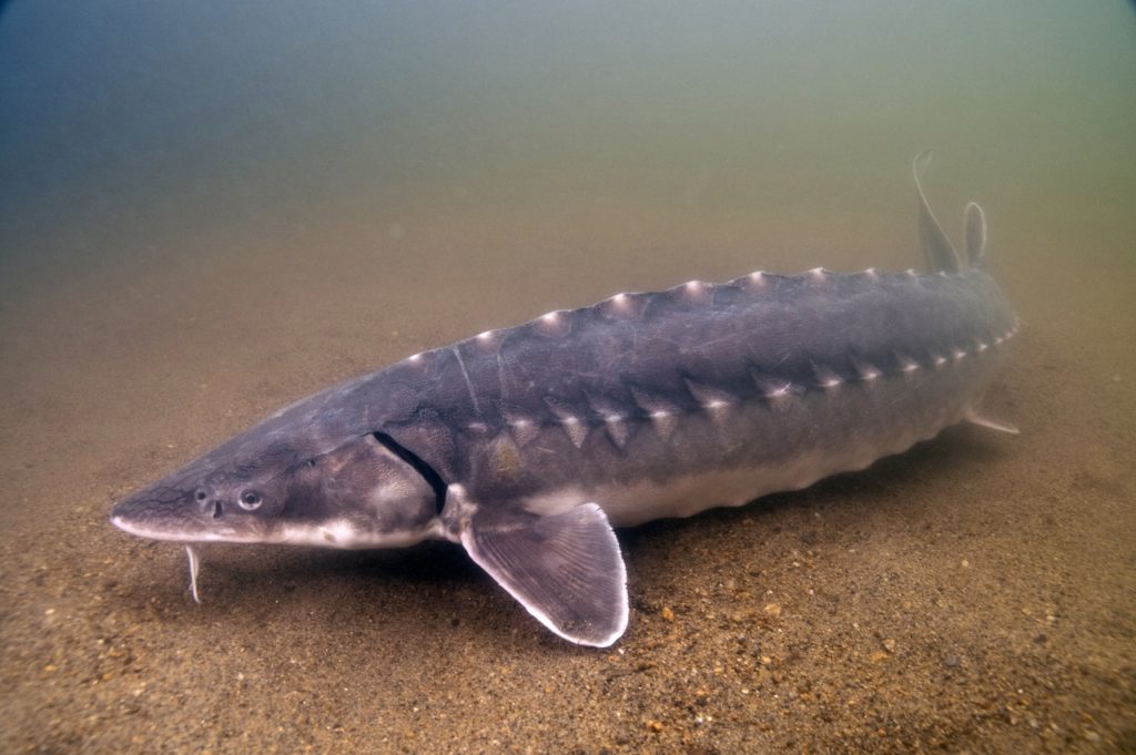 A photo of a shortnose sturgeon in Long Island Sound