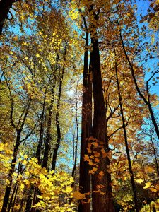 Bright yellows and oranges showing in the towering trees