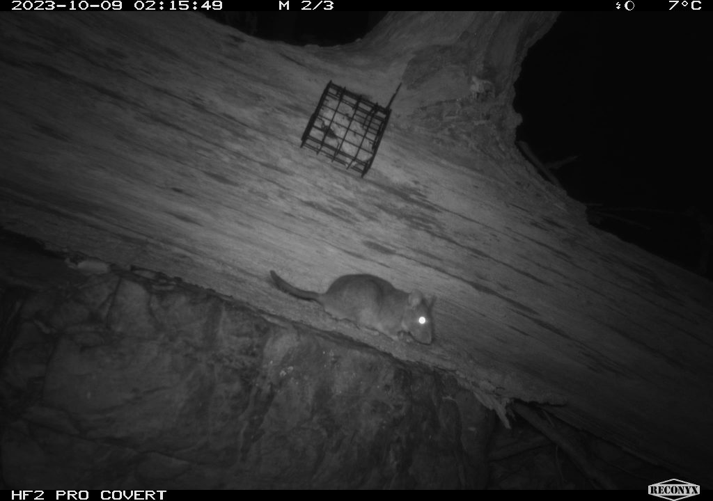 Wildlife camera footage of an Allegheny Woodrat. Photo by DNR Staff